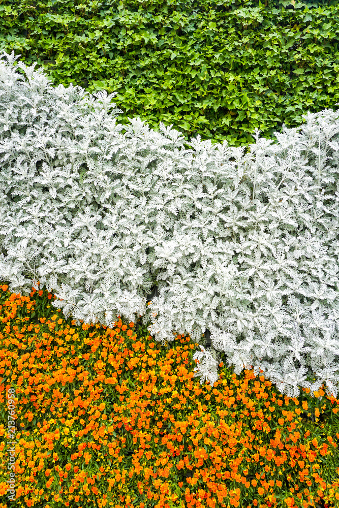 Flower plant wall