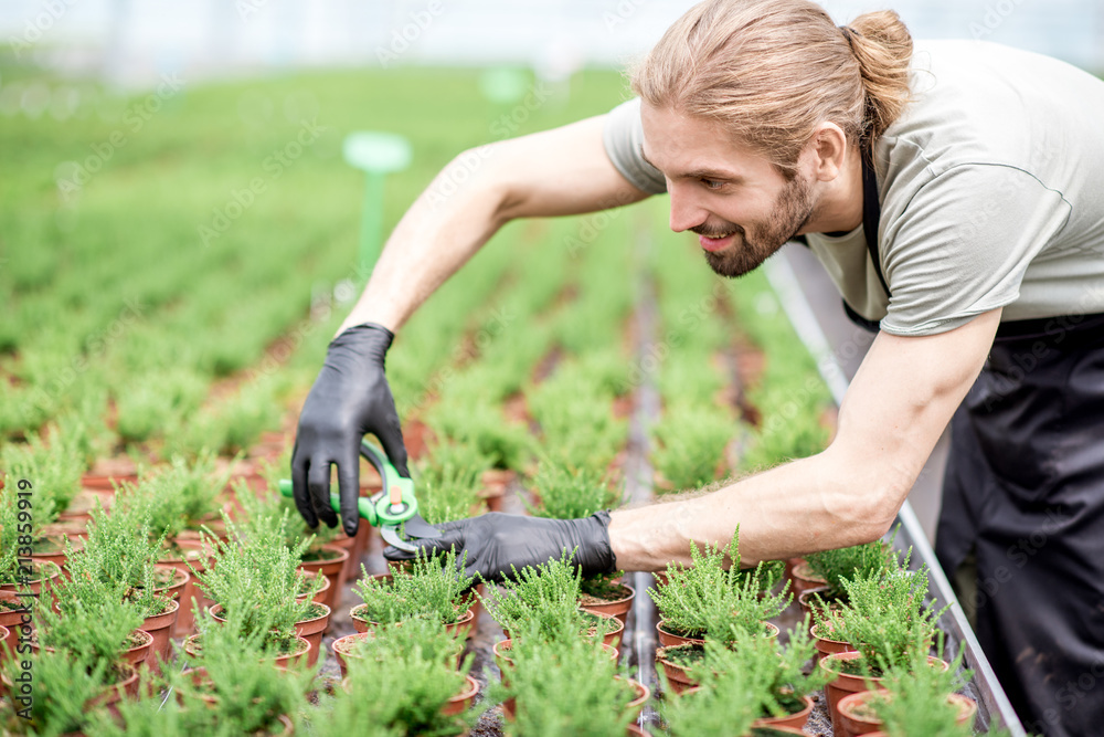 Worker cutting with scissors tops of plants for better growing in the greenhouse of plant production