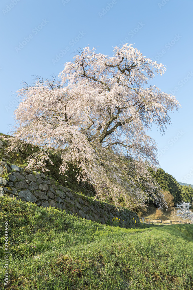 Matabei sakura，种植在奈良县宇田市洪果地区的受人喜爱的巨型悬垂樱花树