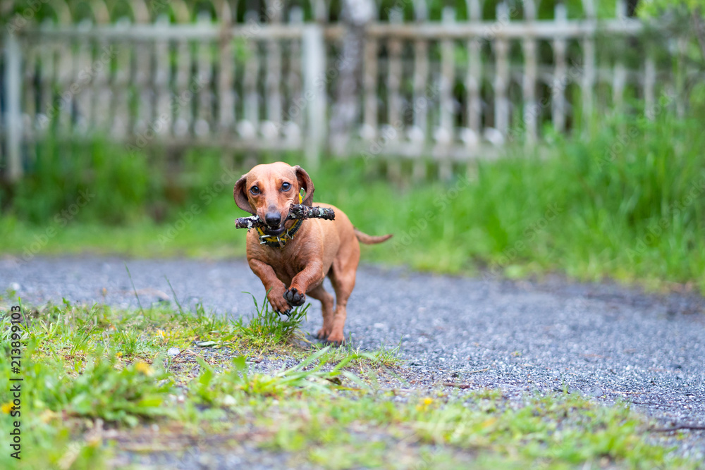 腊肠犬沿着绿草奔跑