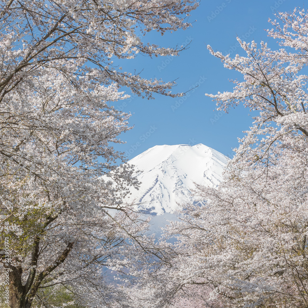 春天的大野博凯樱花树和富士山