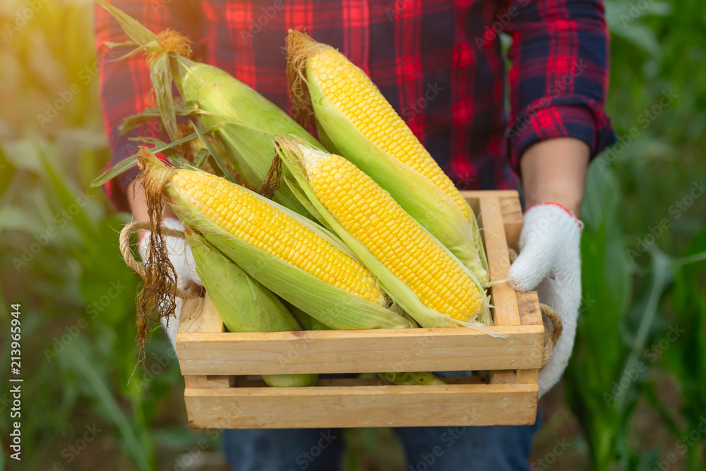 Farmer handles fresh corn in a wooden box on a farm.