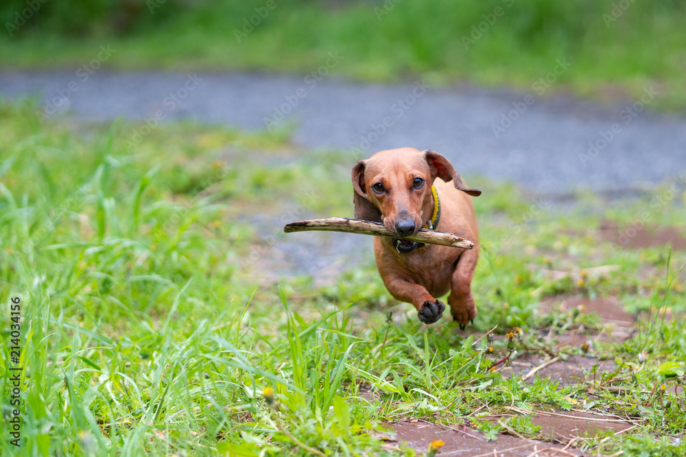 dachshund dog running outdoors