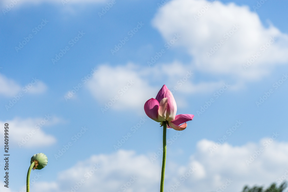 花园里的荷花