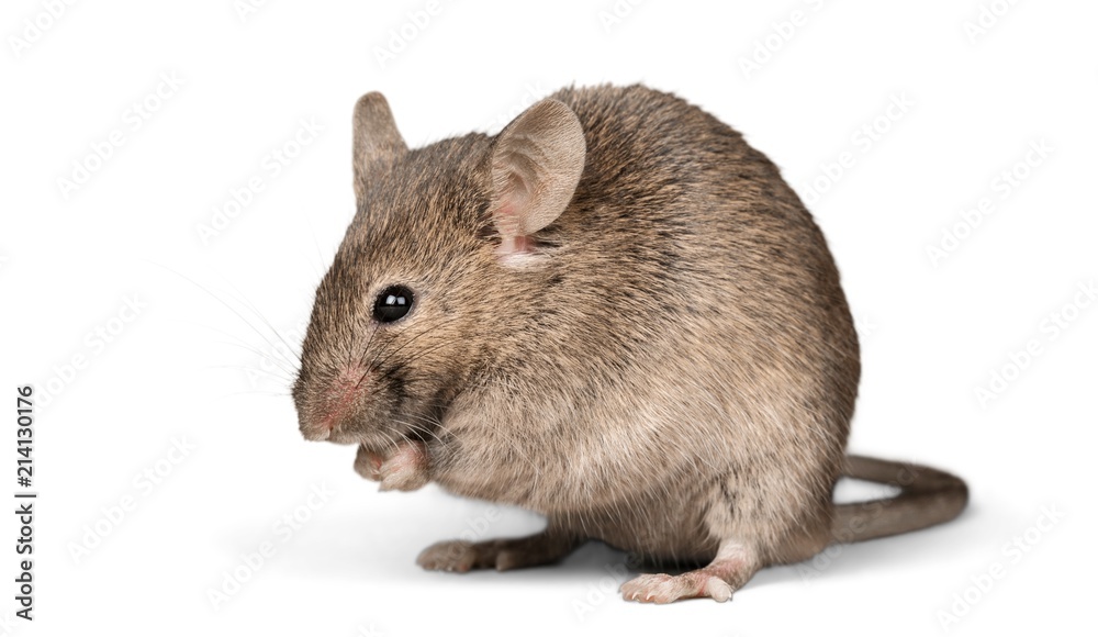 Mouse