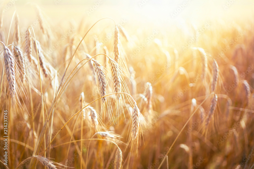 Spikes of ripe rye in sun close-up with soft focus. Ears of golden wheat. Beautiful cereals field in