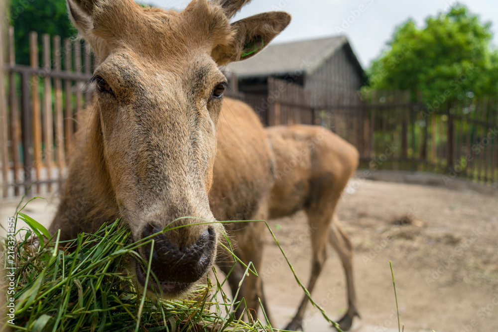 The deer on the farm