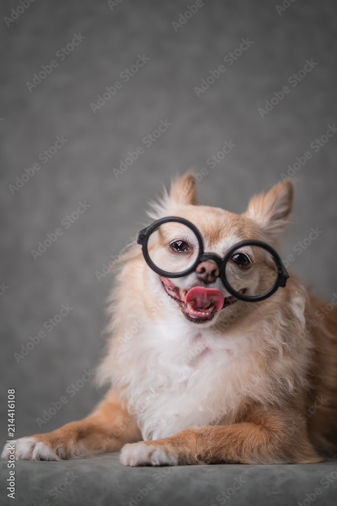 cute brown chihuahua wear black round glasses with grey leather background