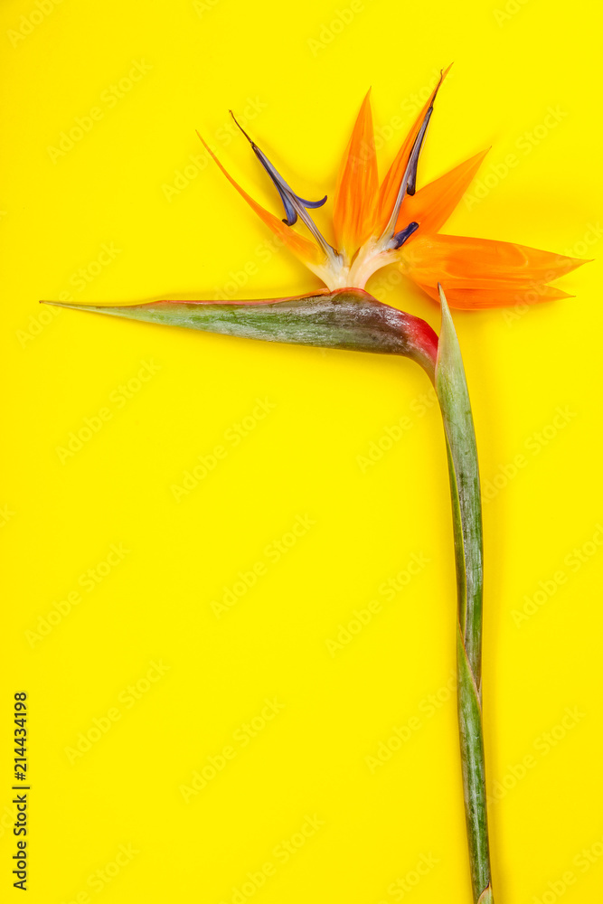 天堂鸟花Strelitzia reginae