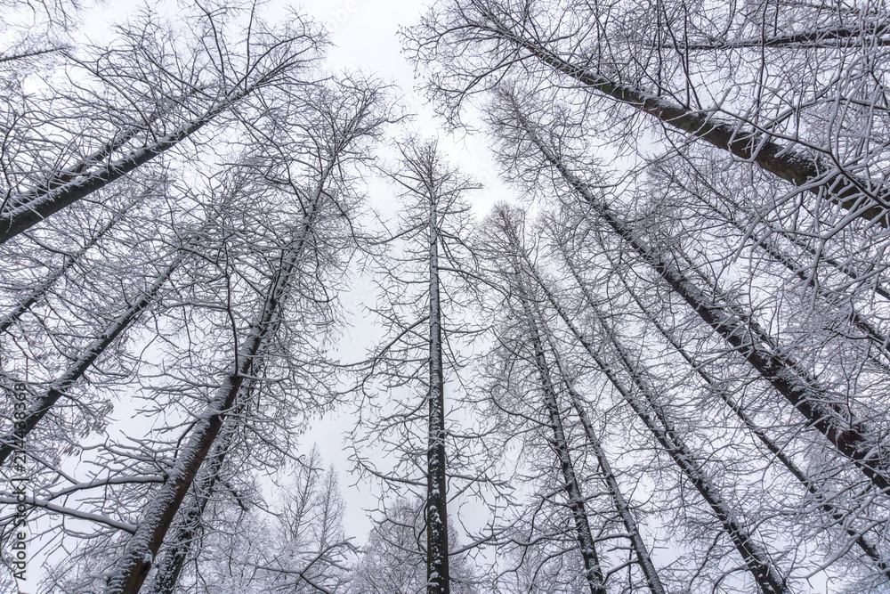 tree in winter 