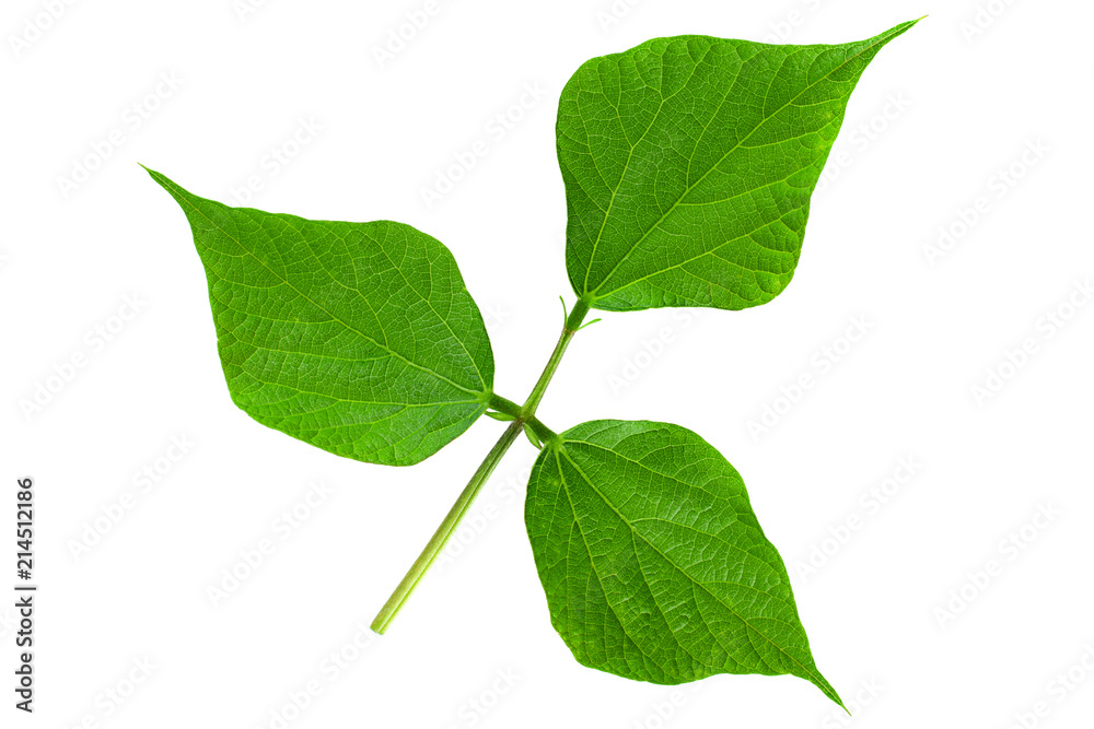 Kidney beans leaf