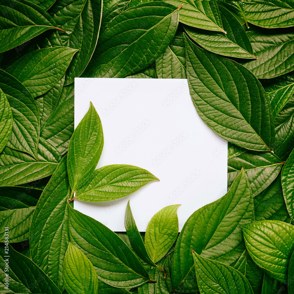 Creative layout composition frame of juicy dark green leaves with beautiful texture with paper card 