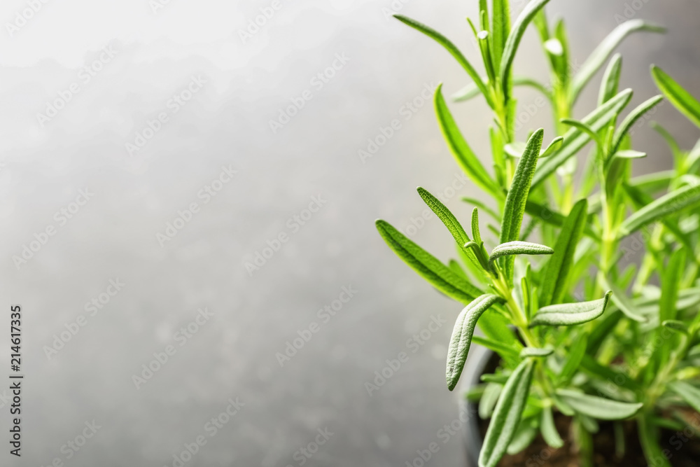 浅底新鲜迷迭香锅