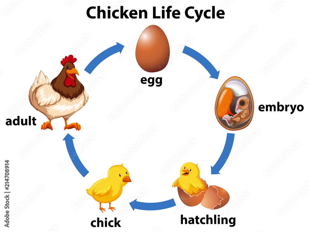 科学鸡生命周期