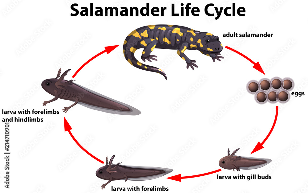 Salamander life cycle concept