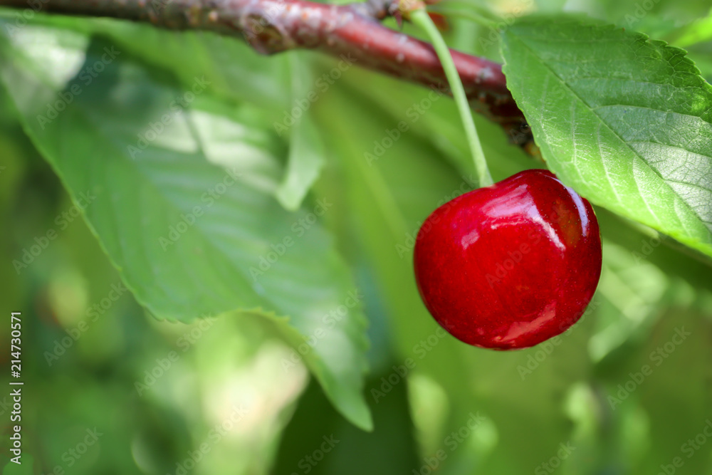 Branch with cherry berry in garden on sunny day, closeup