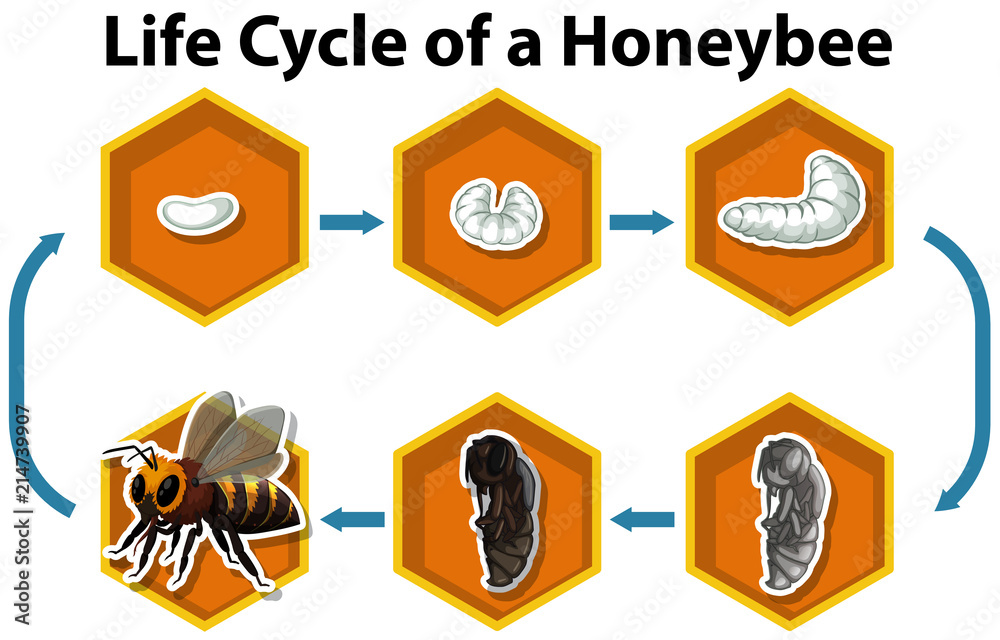 蜜蜂的生命周期