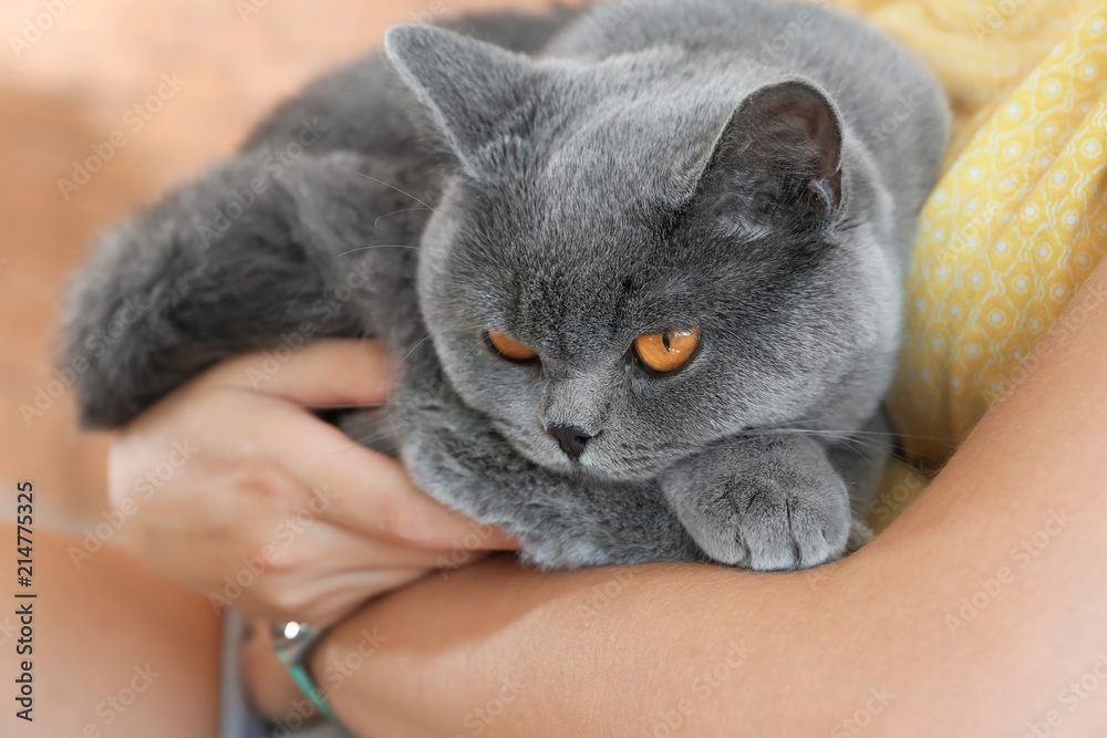 女人抱着可爱的英国短毛猫，特写镜头