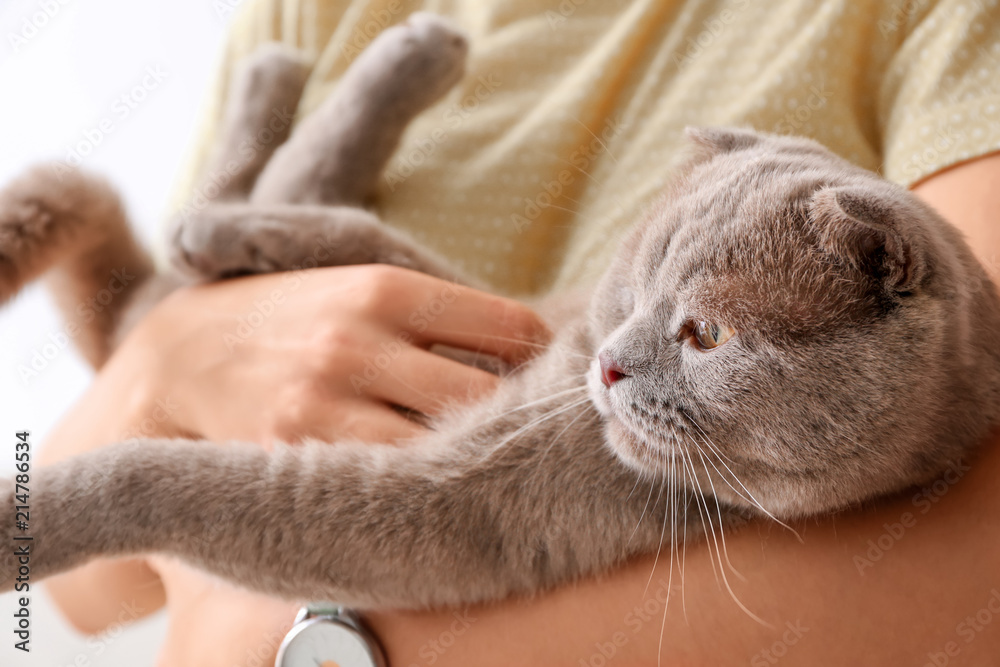 主人手中的可爱猫咪，特写镜头