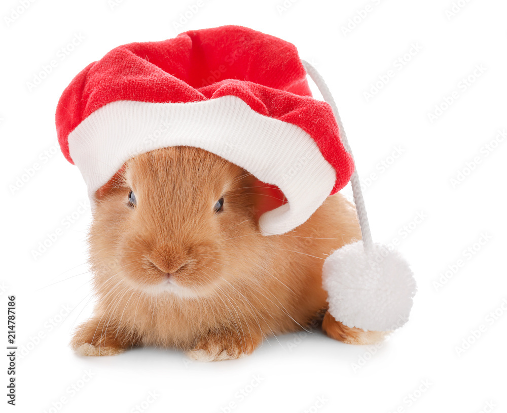 Cute fluffy bunny with Santa Claus hat on white background