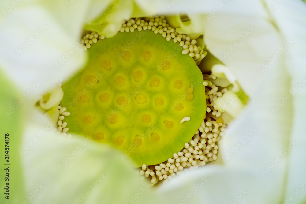 莲花雄蕊特写