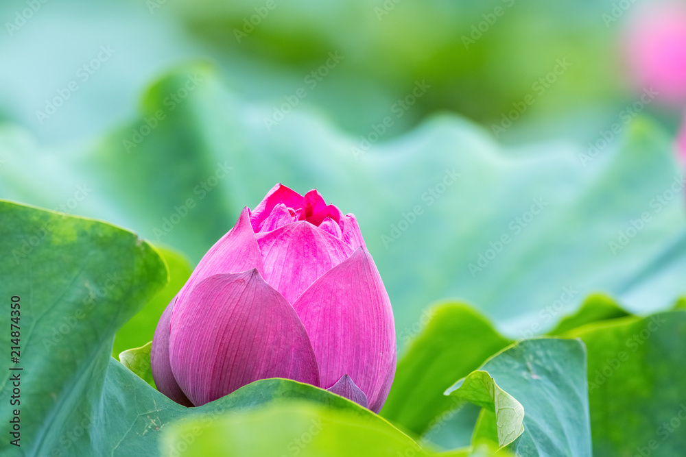 红莲花蕾特写