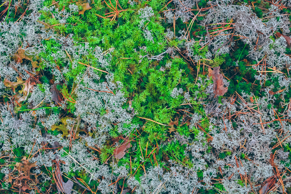 森林中的茂盛苔藓