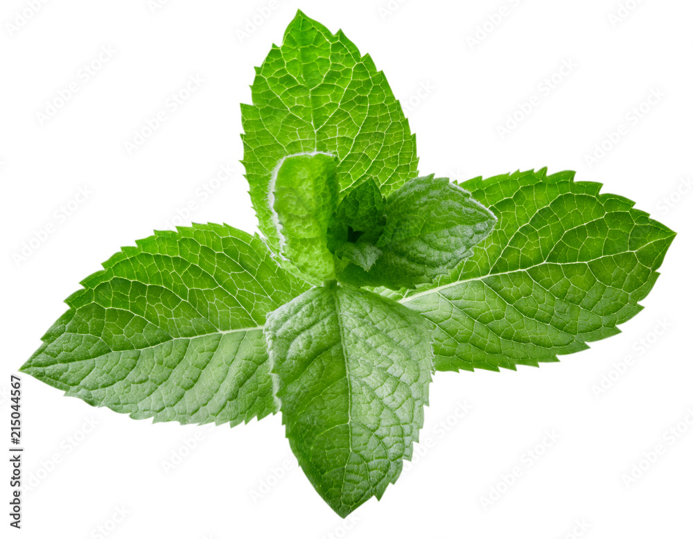 mint leaves isolated