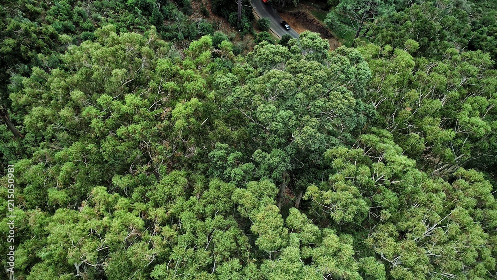 森林中的绿树，全景