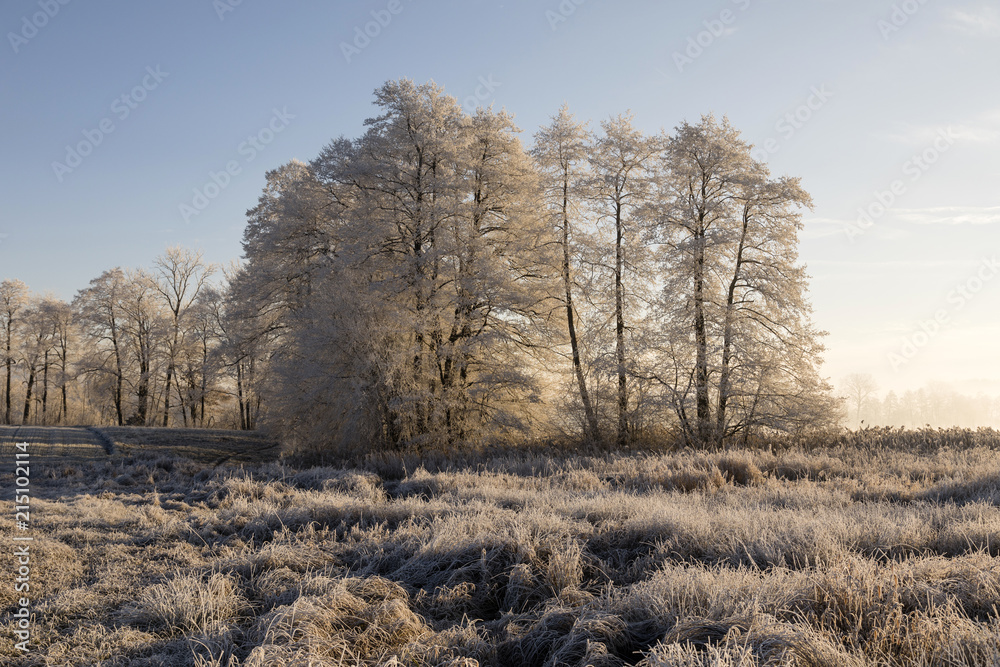 Trees with rime on an ice cold winter morning in the warm morning light at sunrise in central Switze