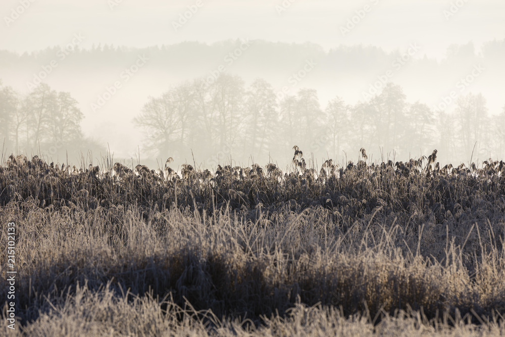 Frozen grass on a freezing winter morning with trees in background disappearing in the fog, central 