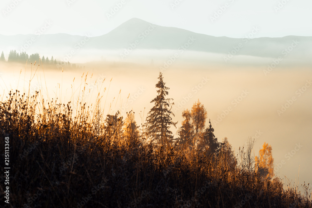 秋山上的美景。黄色和橙色的树木在美妙的晨曦中。喀尔巴阡山