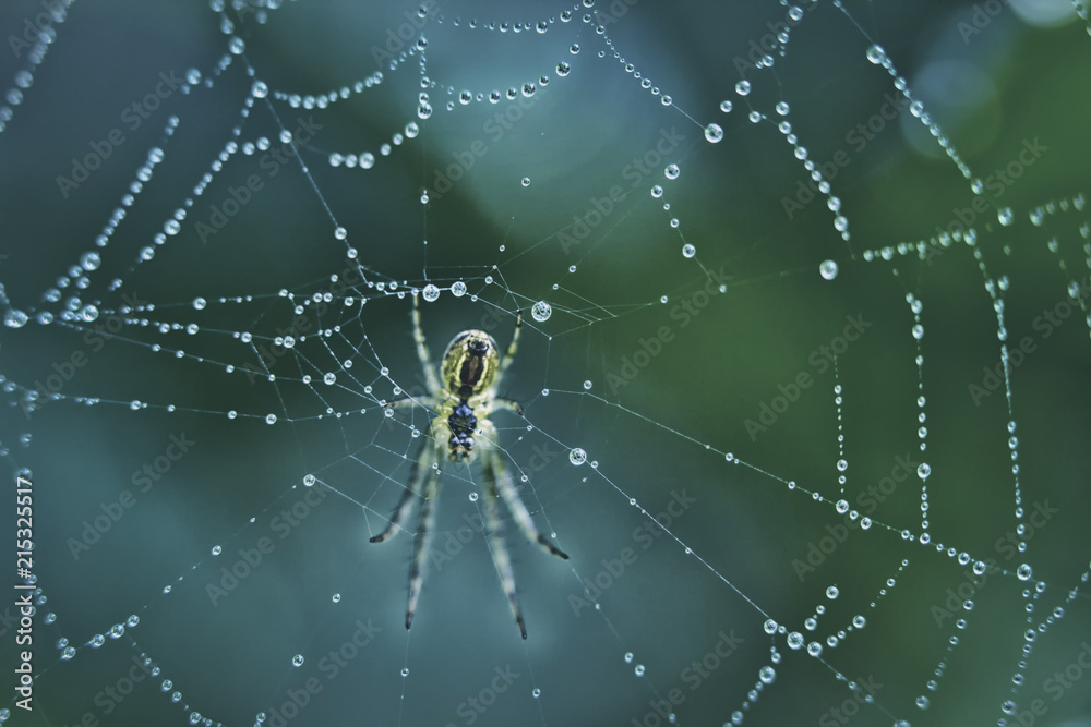 The spider sits on a web covered with drops of dew.