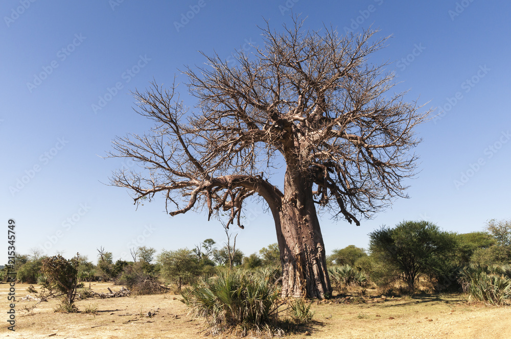 非洲猴面包树，Adansonia digitat/非洲纳米比亚的非洲猴面包。