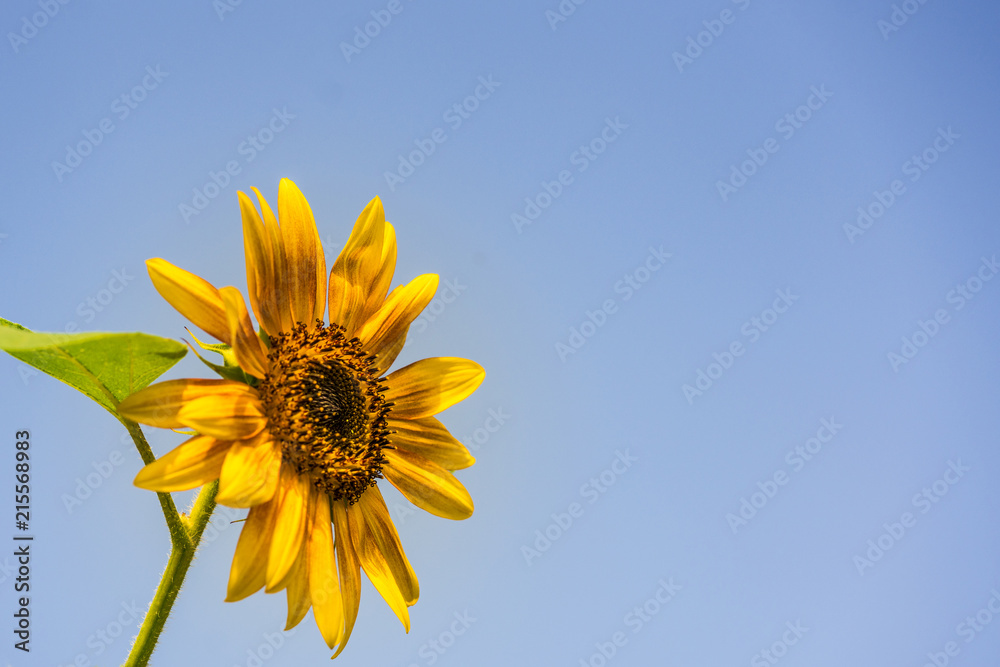 Sonnenblume