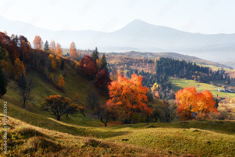 秋山上的美景。黄色和橙色的树木在美妙的晨曦中。喀尔巴阡山