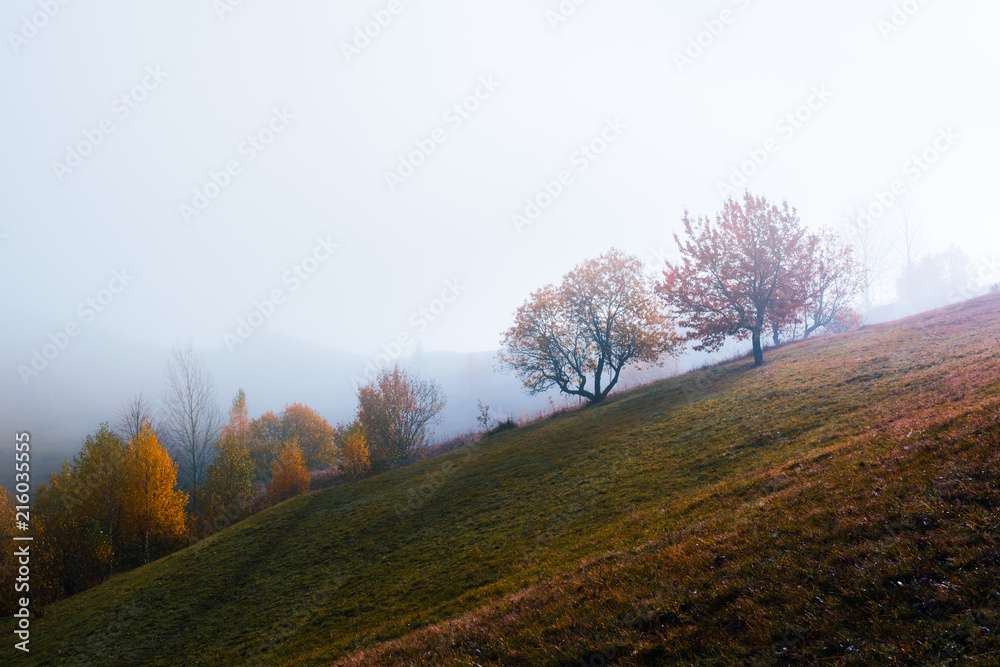 秋山上的美景。黄色和橙色的树木在美妙的晨曦中。喀尔巴阡山