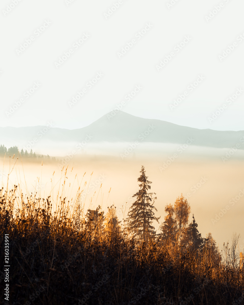 秋山上的美景。黄色和橙色的树木在美妙的晨曦中。喀尔巴阡山