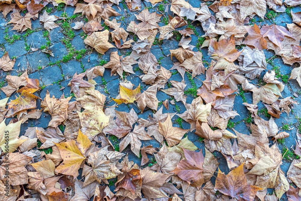 Yellow leaves on the sidewalk of city park.