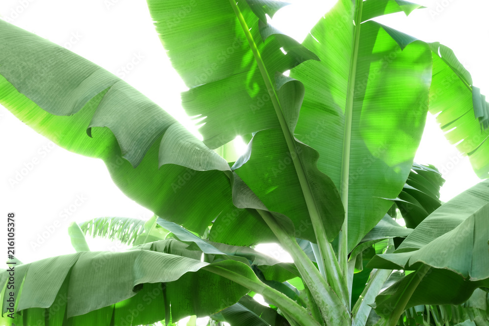 Plantation of banana palms at tropical island