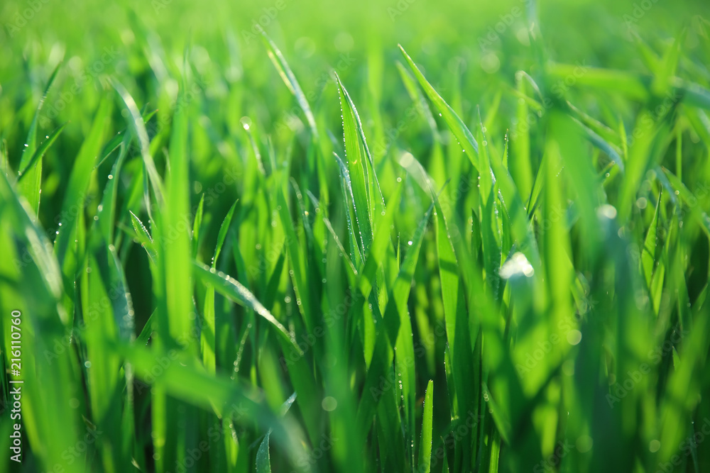 Young green wheat with dew drops on spring day, closeup