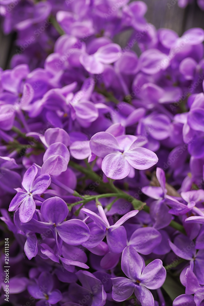 美丽的丁香花，特写