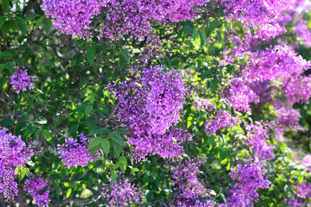 阳光明媚的春日，丁香花开