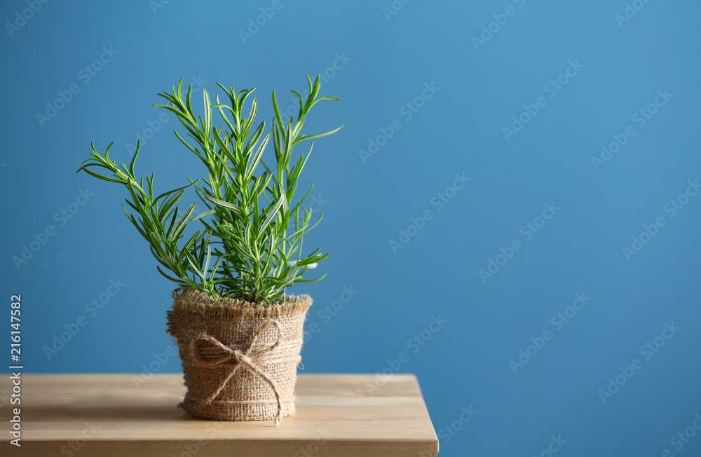 Pot with fresh rosemary on table against color background