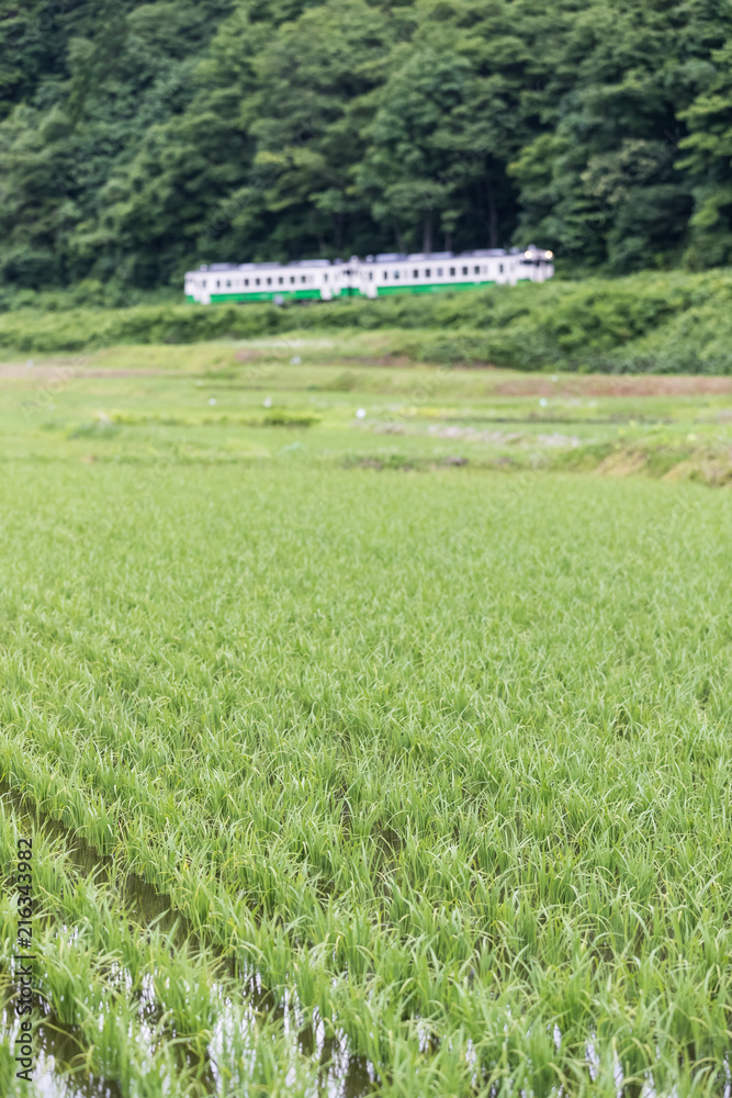 福岛县夏季稻田和多山铁路线。