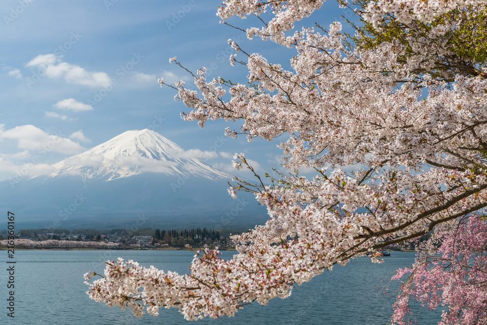 日本春季川口湖樱花和富士山