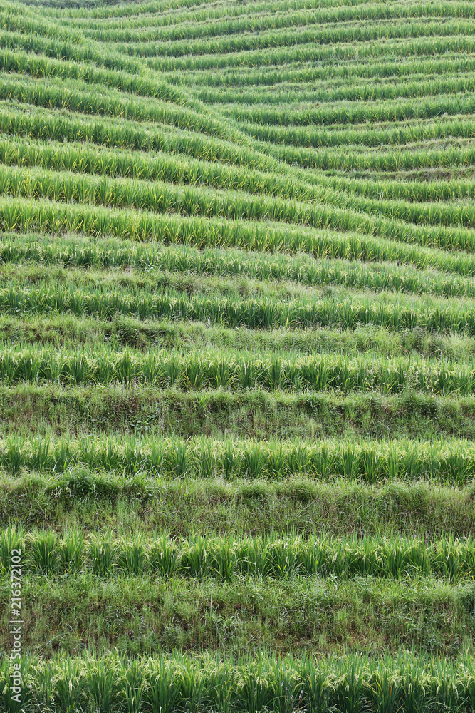 Rice filed terrace in the countryside of Dazhai ,Shanxi province ,China	