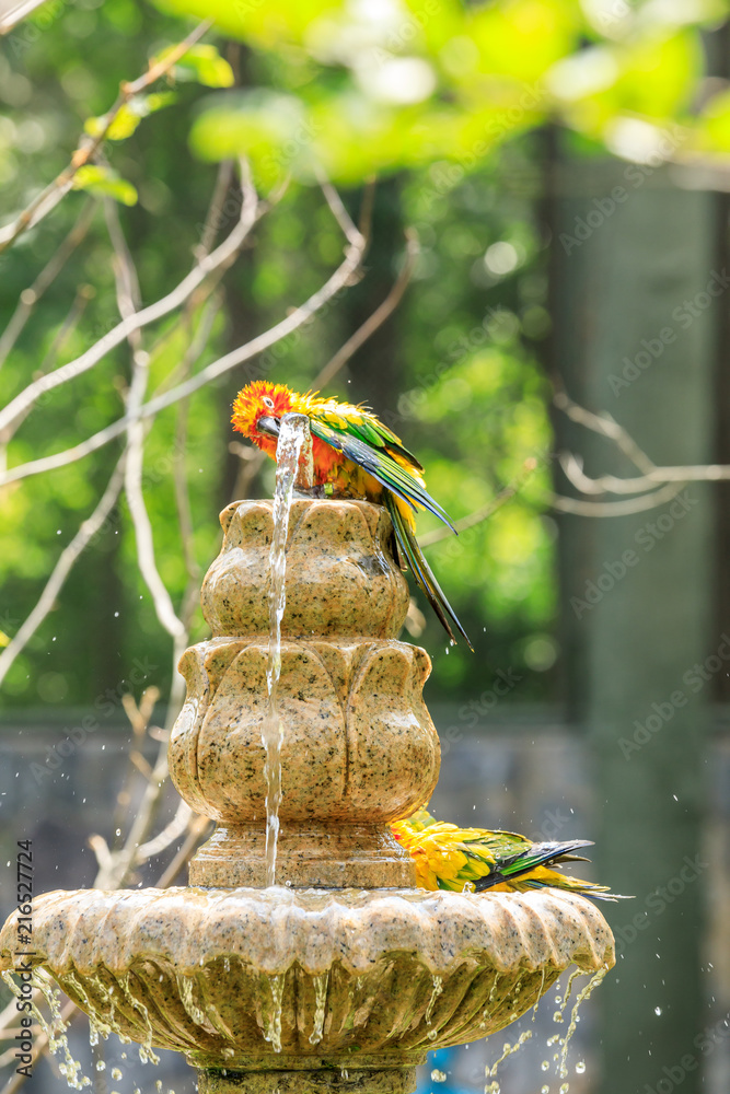 dusky lory bathing in the garden on a hot summer day