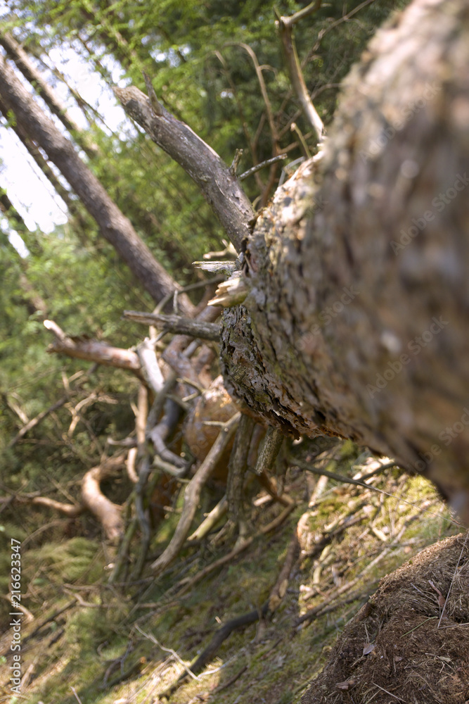 Umgestürzter Baum auf Wanderweg