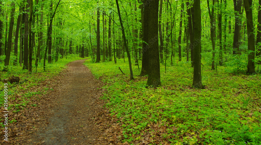 green forest in spring